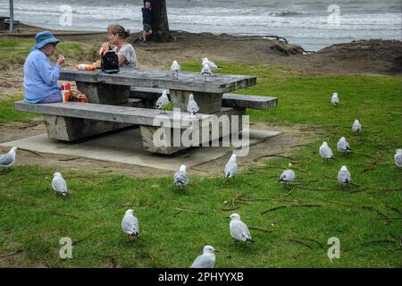 Seagulls surround picknickers and wait for someone to drop a chip, Orewa, North Island, New Zealand Stock Photo
