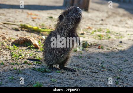 bisamrat stands on hind legs and observes the surroundings. Mammal with brown fur from nature Stock Photo