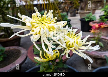 White chrysanthemum flower. Beautiful white chrysanthemum flower on black background with copy space. Stock Photo