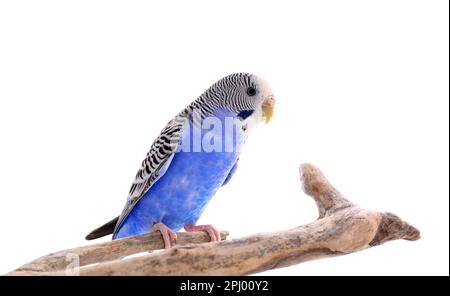 Beautiful parrot perched on branch against white background. Exotic pet Stock Photo