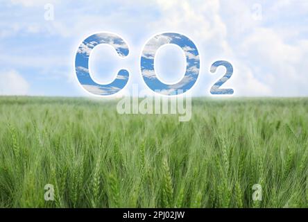 Reduce CO2 emissions. Beautiful view of wheat field Stock Photo