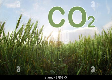 Reduce CO2 emissions. Beautiful wheat growing in field, closeup. Stock Photo