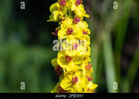 Verbascum nigrum, the black royal candle, grows in ruins, embankments, pathways, meadows, bright forests, yellow in June. Stock Photo