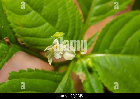 Small balsam or small-flowered touch-me-not Impatiens parviflora yellow flower close up. Stock Photo