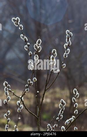 Willow Salix caprea branch with coats, fluffy willow flowers. Easter. Palm Sunday. Goat Willow Salix caprea in park, Willow Salix caprea branches with Stock Photo