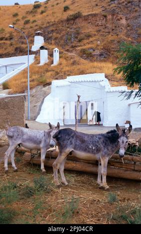 Donkeys in Benalua village, Granada province, Spain Stock Photo