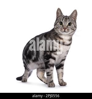 Adorable female young European Shorthair cat, standing up side ways. Looking straight to camera. Isolated on a white background. Stock Photo