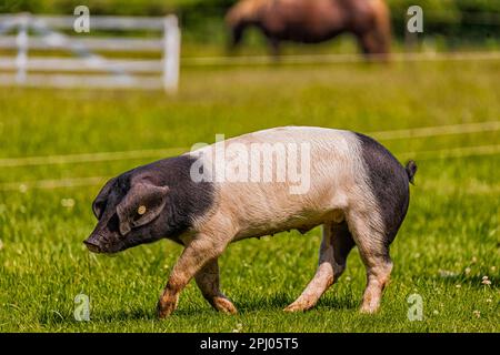 Schwaebisch-Haellisches Landschwein, old breed of domestic pig, Bad Mergentheim, Baden-Wuerttemberg, Germany Stock Photo