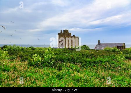 Medieval Pele Tower and St Cuthberts Chapel, Inner Farne, Farne Islands Nature Reserve, Farne Islands, Northumberland, England, United Kingdom Stock Photo