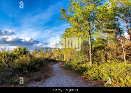 A path in the beautiful forest surrounded by pine trees and tropical trees at sunset. Stock Photo