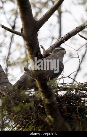 in spring... Goshawk ( Accipiter gentilis ), female goshawk on the eyrie in a treetop Stock Photo