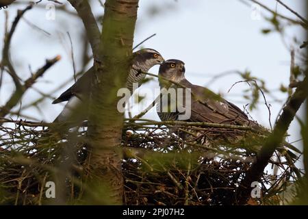together on the eyrie... Goshawk ( Accipiter gentilis ), Goshawk pair preparing for breeding Stock Photo