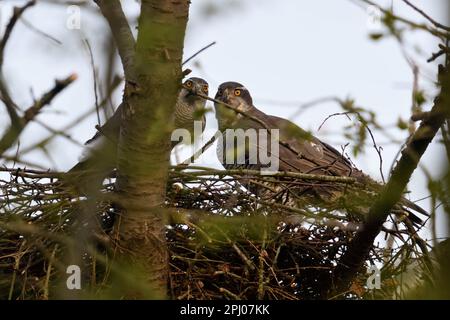 Nesting preparations... Goshawk ( Accipiter gentilis ), Goshawk pair on eyrie, building nest Stock Photo