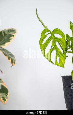 A vibrant green Monstera and Rubber Fig plant stand side by side against a white background Stock Photo