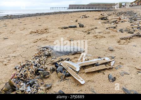 Saltburn-by-the-Sea, North Yorkshire. 30th March 2023. Thousands of dead mussels, razor clams, star fish and other sea creatures, along with large amounts of coal have washed up on Saltburn beach over the last few days. The Environment Agency’s explanation is that the weather has caused this event, however some locals question how the deaths of so many sea creatures has occurred, especially in light of the mass die off that occurred along the north east coastline in 2021 which some people have linked to pollution. Credit: David Forster/Alamy Live News Stock Photo