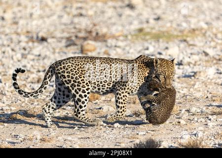 Leopard (Panthera pardus) mother carrying her baby in her mouth, Leopard, female, Samburu National Reserve, Kenya Stock Photo