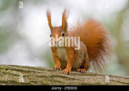 Eurasian red squirrel (Sciurus vulgaris) sitting on tree trunk, animal portrait, Hesse, Germany Stock Photo