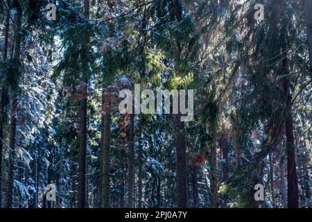 winter natural landscape - spruce forest after snowfall Stock Photo
