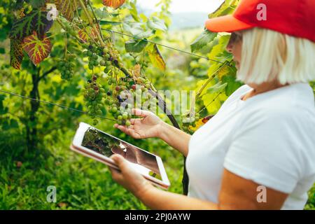 Successful senior woman farmer or winemaker checking with tablet ripe grape bunches on vines before picking during wine harvest season in vineyard for Stock Photo