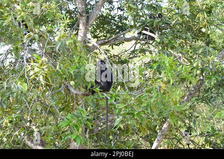 Langur or Dusky Leaf monkey on the tree in Langkawi Malaysia. Stock Photo