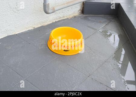 Pet bowl on the street with the message "Feed me please". Stock Photo