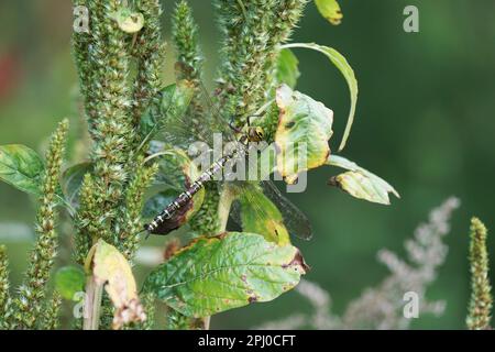 dragon-fly Libelle in a meadow by a river and lake, big groß, Vils, Fluss, Germany, Deutschland Stock Photo