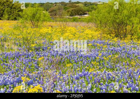 Texas bluebonnets and wildflower landscape Stock Photo