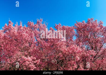 Beautiful flowers pink cherry blossom sakura in spring time over blue sky. Stock Photo