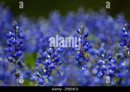 A cluster of brilliant blue bonnets in a field Stock Photo
