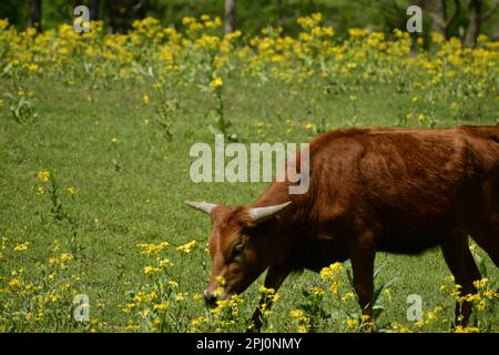 A young soiled color brown longhorn cow isolated in yellow flowers in a green field walking and living life in peace. Stock Photo