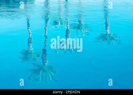 Water reflections of palm trees in a swimming pool, tropical travel and tourism background Stock Photo