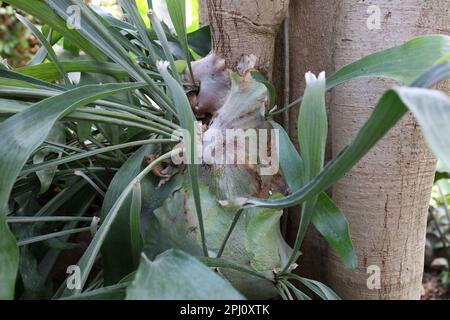 Close up of a large Staghorn fern attached to th base of a tree trunk Stock Photo