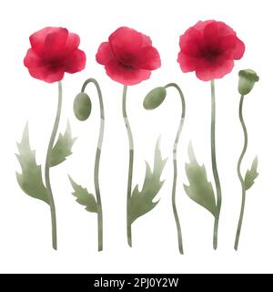 Watercolor set of poppy flowers and buds. Wildflower and meadow flower collection isolated on white background. Stock Vector