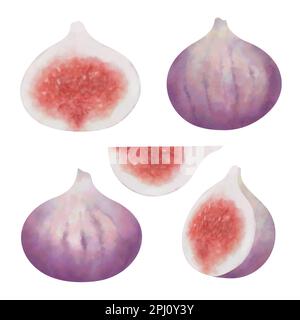Set of watercolor vector figs. Tropical fruit illustration. Whole fruits and slices isolated on white background. Stock Vector