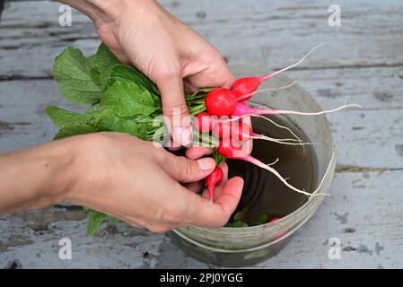Fresh red radishes in a white colander. Farm organic vegetables. Gray background. Top view Stock Photo