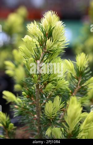 Young shoots of spruce branch. Macro shooting. Wild forest nature. Blurred background Stock Photo