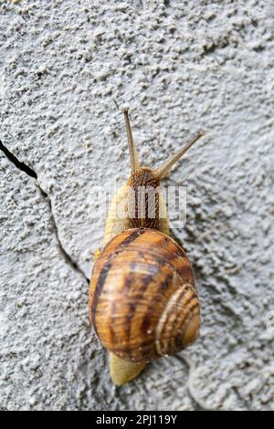 A large snail crawls on a gray stone close-up top view. Stock Photo