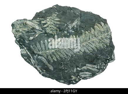 Fossilized seed fern, Alethopteris serlii, fossil specimen isolated on a white background Stock Photo