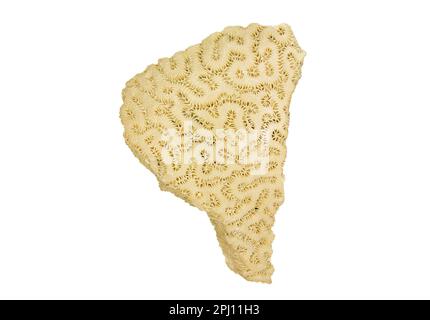 Fossil on a white background of coral found on the slopes of the