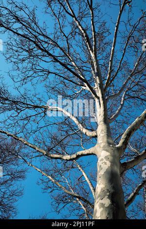 Sycamore branches against the blue sky. Scenic landscape of the grey and white branches of a sycamore tree. Stock Photo