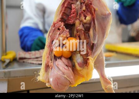 Closed up hanging uncooked chicken internal organ in butcher. Selective focus. Stock Photo