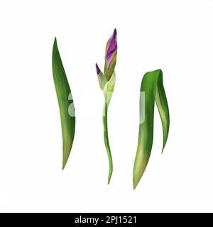 Green leaves and iris bud isolated on white background. Watercolor illustration. Leaves for flower arrangement. Design element for wedding invitation, Stock Photo