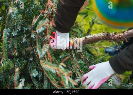 Gardening  work in autumn and winter. Teenager is sawing old Christmas tree with electric saw and cutting branches . Stock Photo