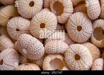 Full frame shot showing lots of sea urchin tests Stock Photo