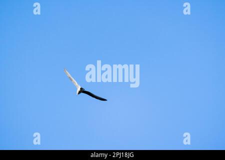 A seagull flies in clear blue sky, rear view, natural photo Stock Photo