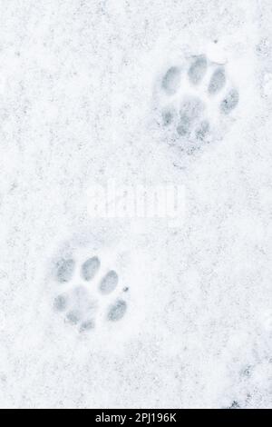 Cat footprints in the snow, close-up photo, top view Stock Photo