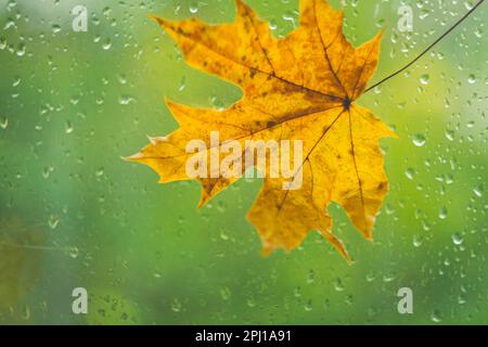 Autumn maple leaf yellow on glass with raindrops. Autumn weather. Rain outside window.. Stock Photo