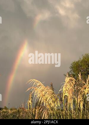 colorful rainbow after summer storm Stock Photo - Alamy