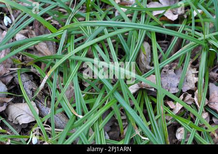 Hairy sedge (Carex pilosa) grows in the wild in the forest Stock Photo