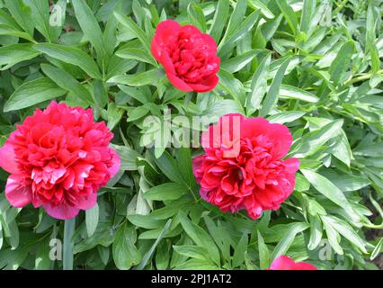 In the garden on a flower bed peony blooms Stock Photo